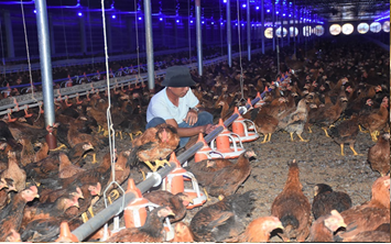 tong quan nganh gia cam hien nay 4